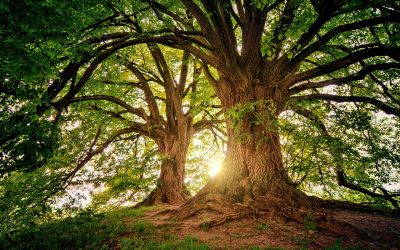 Generazione e valorizzazione DEI CREDITI DI CARBONIO – Valore aggiunto per il territorio